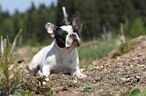 BOULEDOGUE FRANCAIS 448
